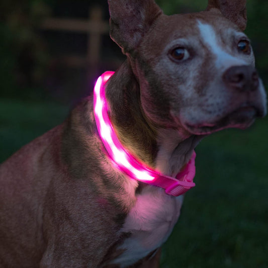 Light up Dog Collar - the Original LED Dog Collar - USB Rechargeable - Waterproof - 1,000 Feet of Visibility - Dog Collar Light for Small, Medium, Large Dogs - US Brand